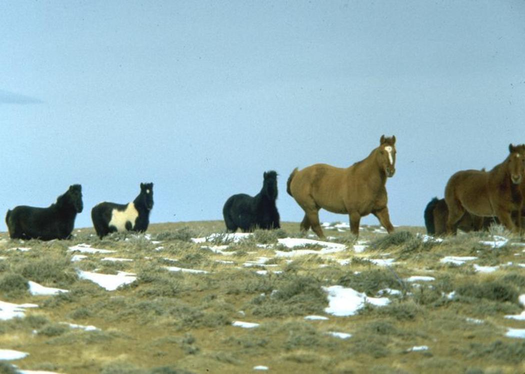 The Week Ahead: Wild Horse Adoption, Men of Worth and Gymkhana!