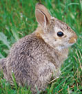 Tularemia Confirmed in Platte County