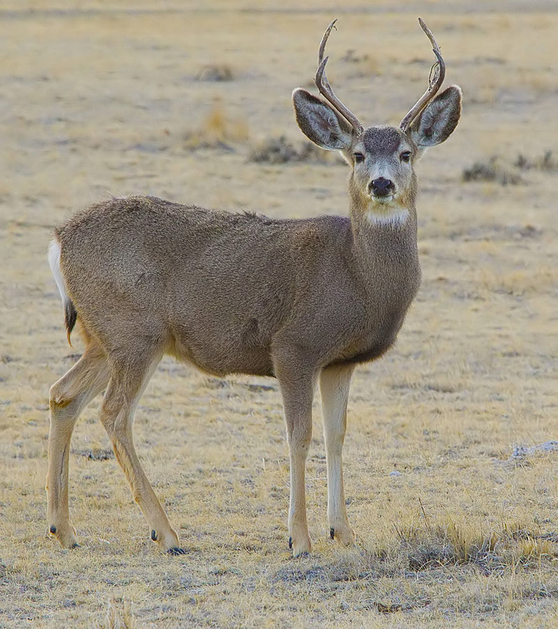 Big Bucks For Big Bucks, Does and Fawns; Hunters fund massive public-private research collaboration aimed at restoring mule deer populations