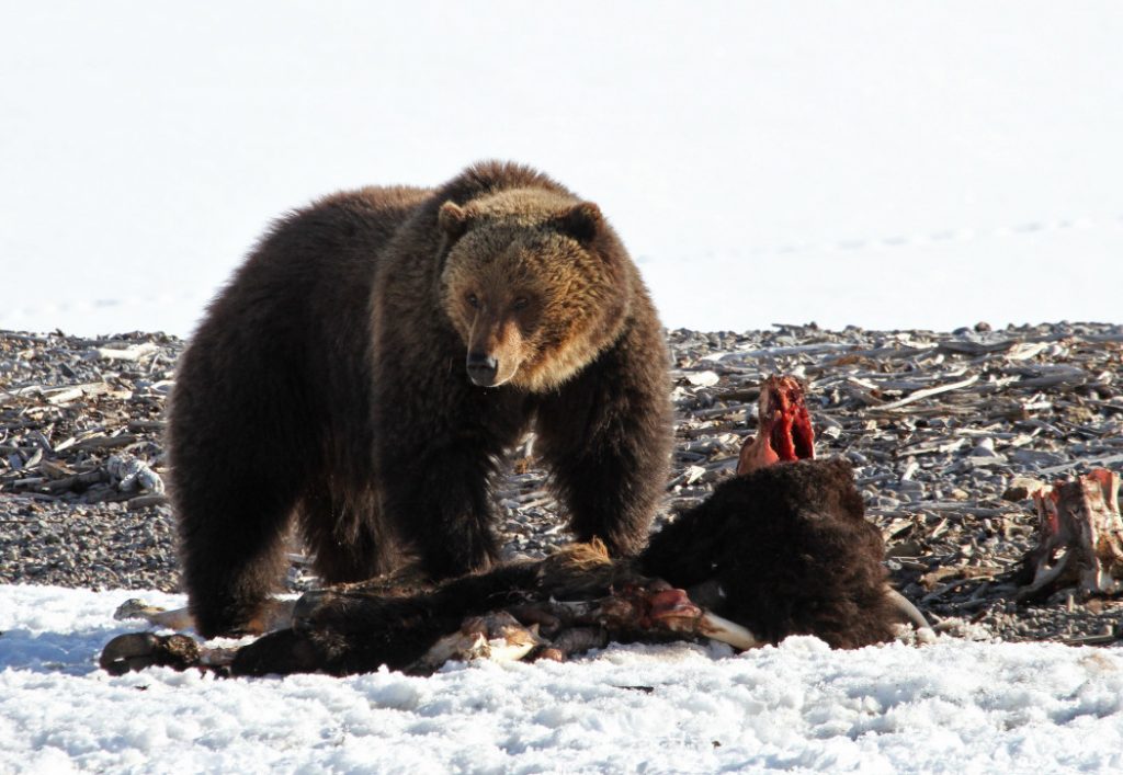 Yellowstone Bears Emerging From Dens