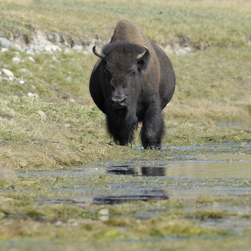 Two More People Injured After Approaching Bison