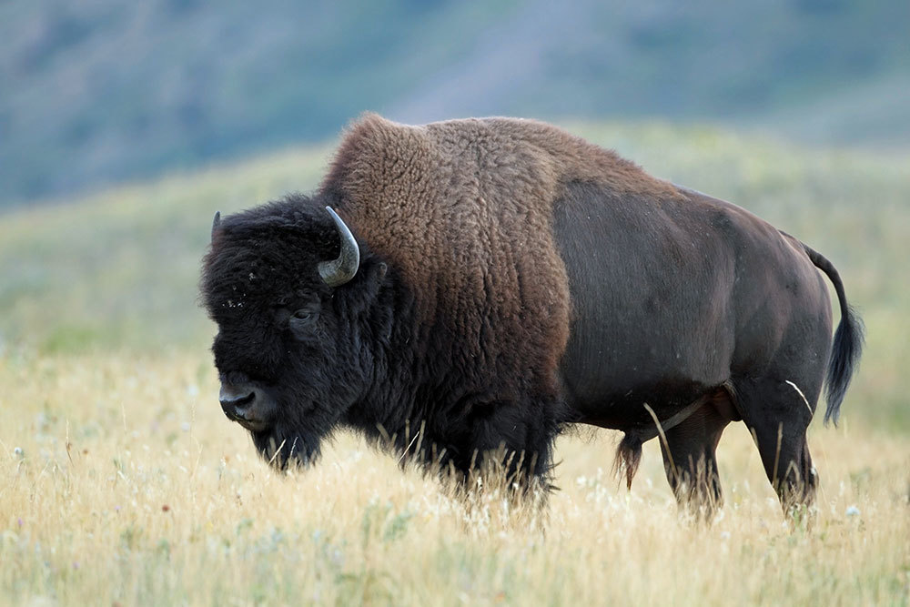Governor Joins Wyoming Wildlife – the Foundation to Donate Bison Tags to Charity