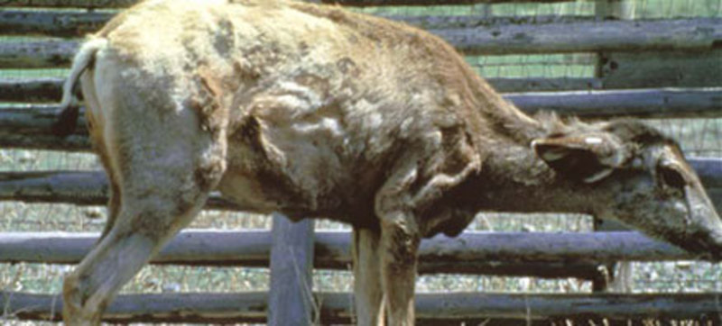 Game and Fish Seeks Public Comment on Draft of Updated CWD Plan