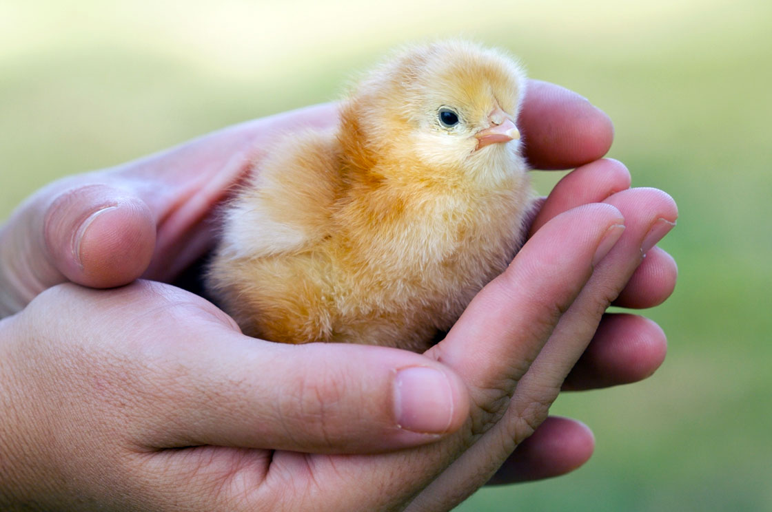 What the Cluck!? Rock Springs to Revisit Chicken Ordinance