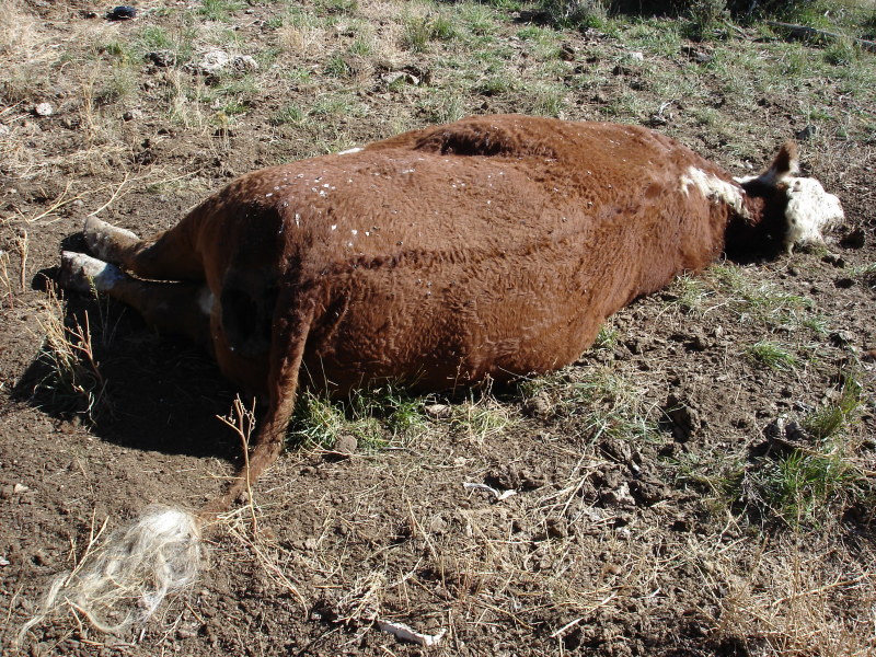 Dead cows have Daggett County officials puzzled