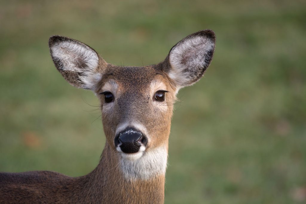 Deer Seasons Likely to Remain Conservative