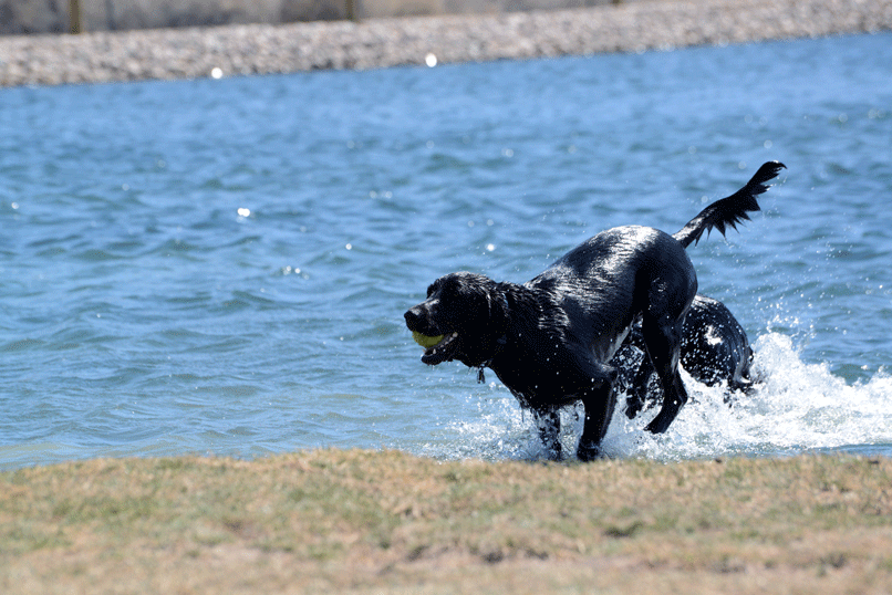 Dog Park Closed Due To Groundwater Flooding