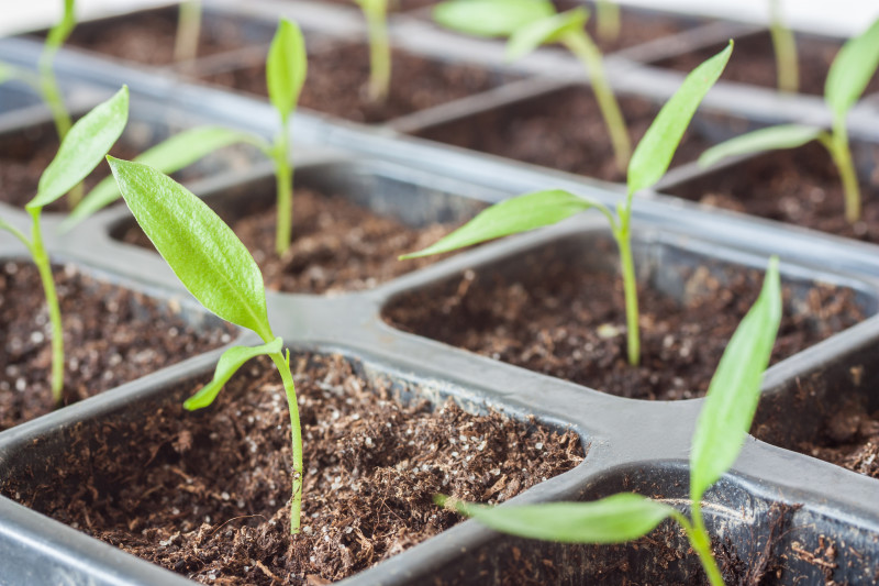 From Seed to Plate; Hydroponic vertical planters awarded to 20 Wyoming schools including two in Green River