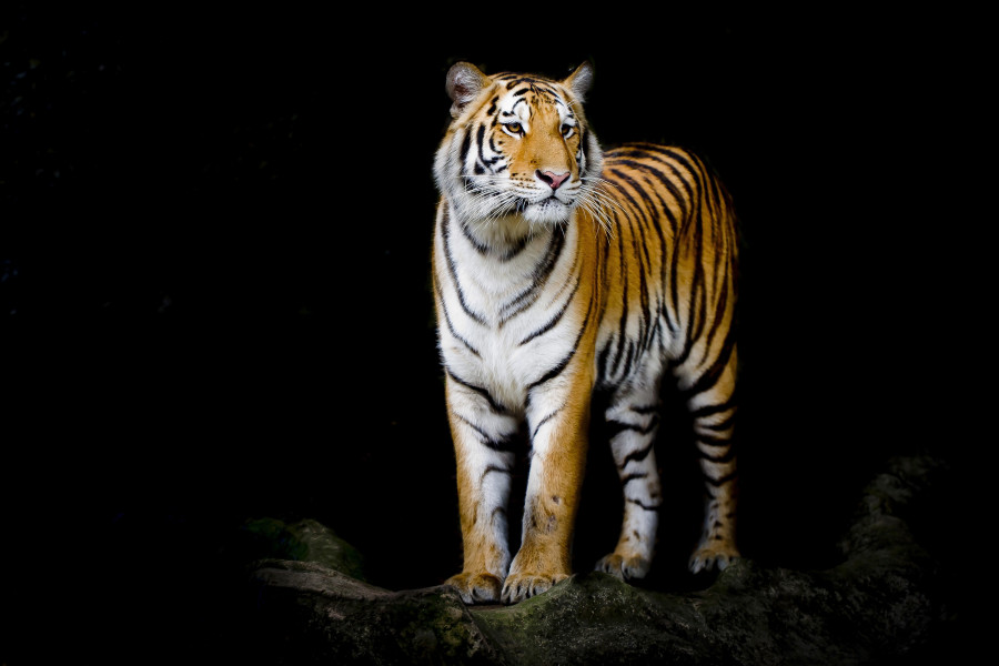 RSHS Athletes of the Week