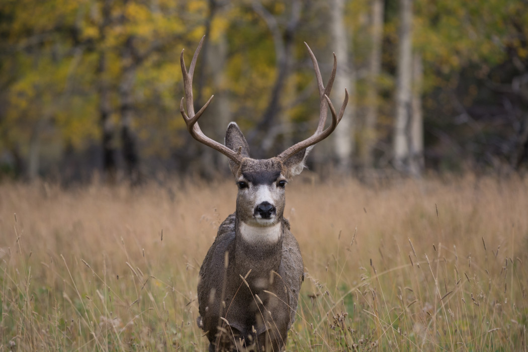 Sublette Mule Deer Migration Corridor Designated