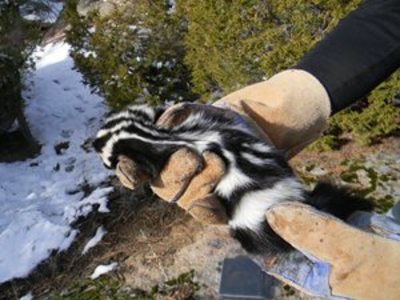 G&F Requests Help with Spotted Skunk Survey