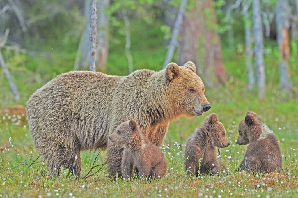 Wyoming Delegation Issues Statements on Proposed Grizzly Bear Delisting