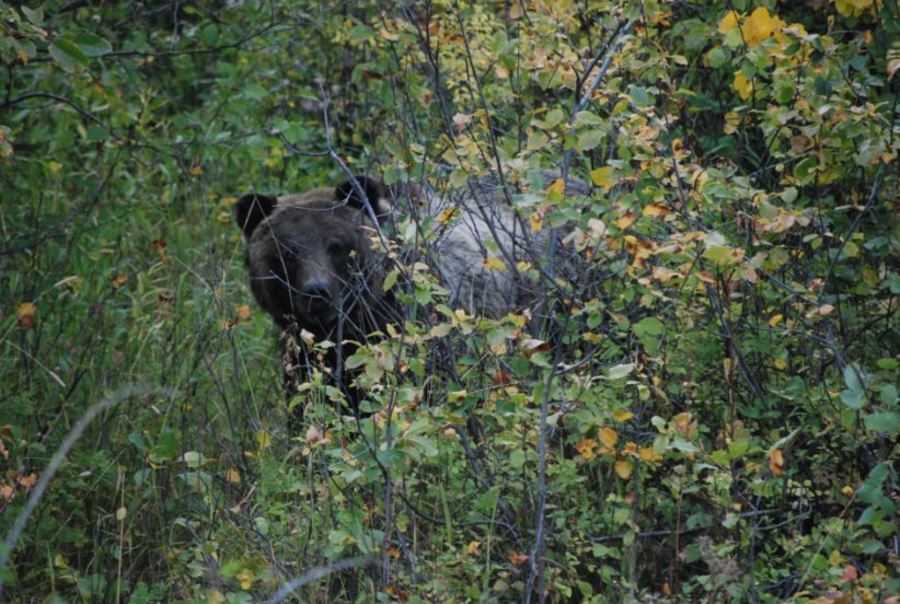 Research Trapping of Grizzly Bears to Begin in Grand Teton