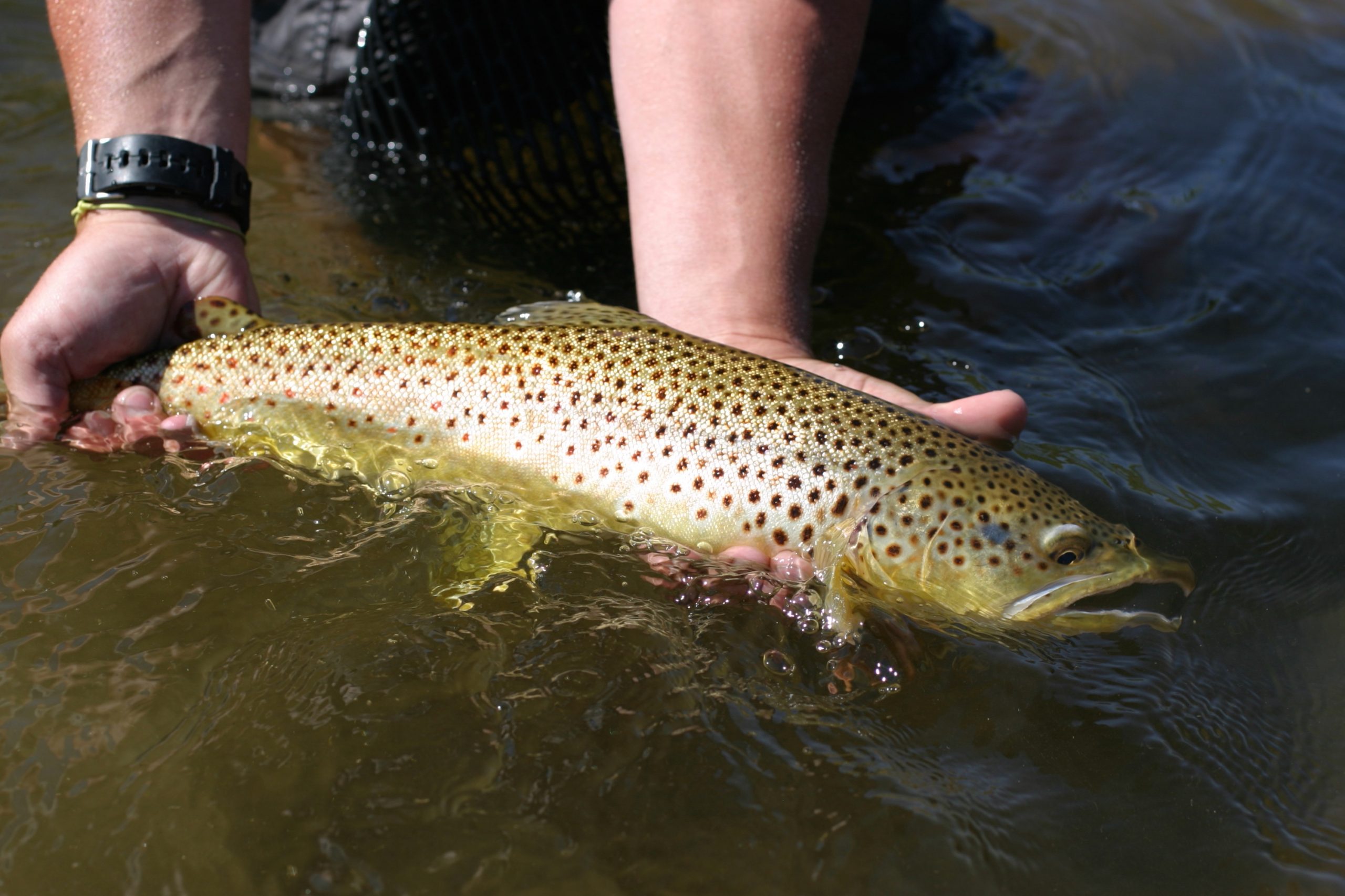 Spawning Trout: To Fish or Not To Fish