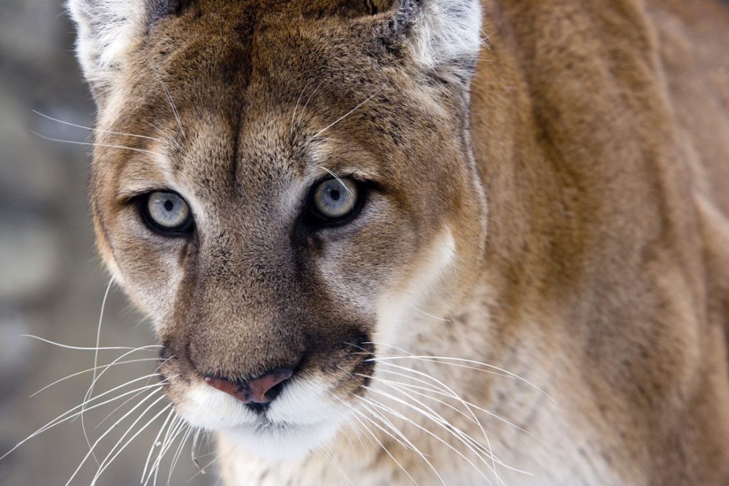 UW Researchers Show Mountain Lions’ Genetic Connectivity Dangerously Low