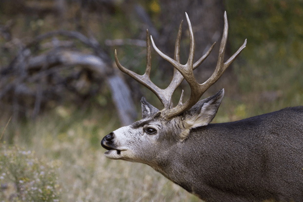 PMO of Wyoming and Muley Fanatic Foundation Partner to Help Local Sportsmen