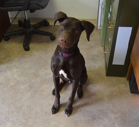 Pet Adoption Spotlight: Optimus is Prime!