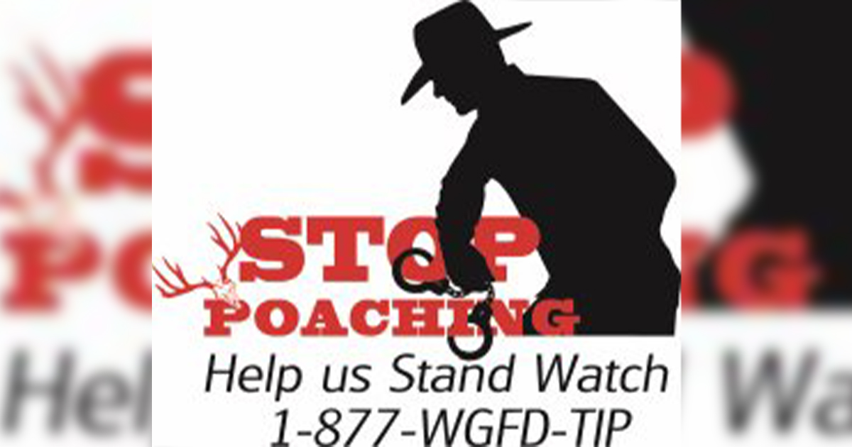Information Sought on Pronghorn Poached Near Shoshoni, Wyoming