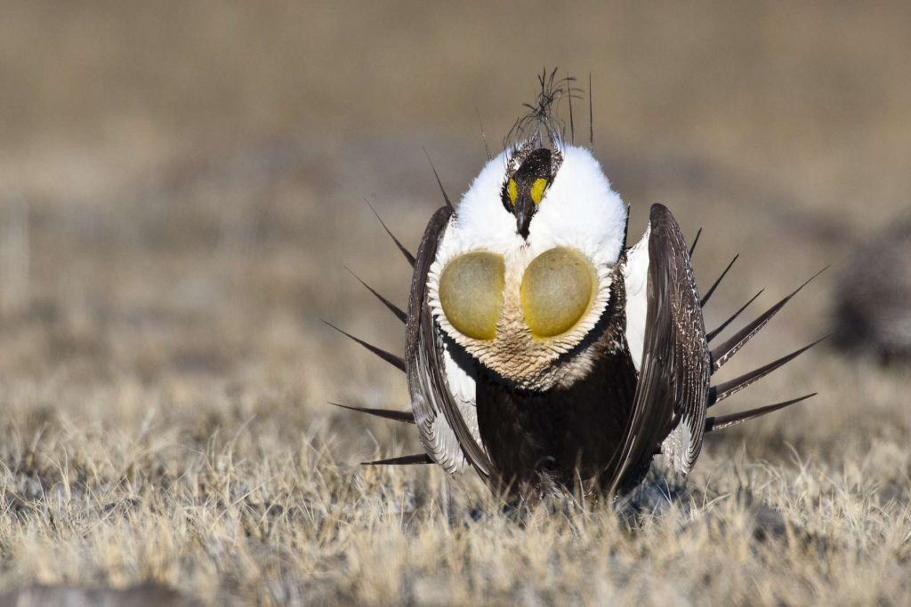 Game & Fish Seeking Public Comment on Sage Grouse Game Bird Farms
