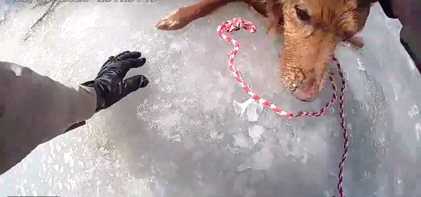 First Responders Save Furry Friend from Lake