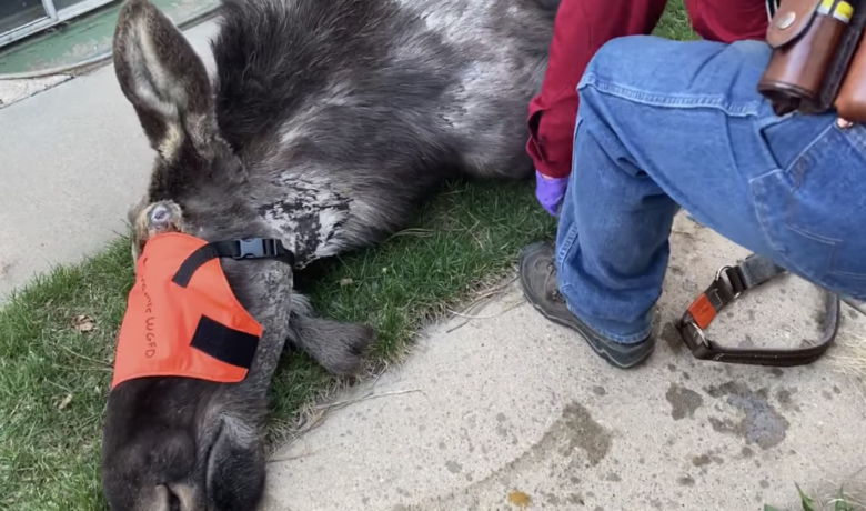 WATCH: Moose on the Loose in Laramie Gets Relocated