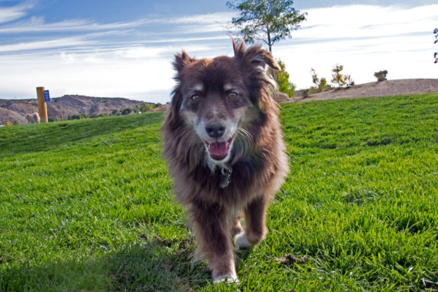 Century West Will Host Bark in the Park Saturday