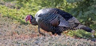 Spring Turkey Seasons Are Open