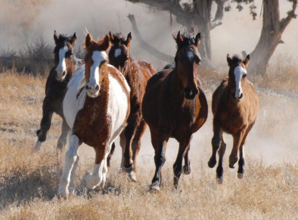 BLM Partners with the University of Wyoming to Study Wild Horse Movement in the Adobe Town Herd Management Area