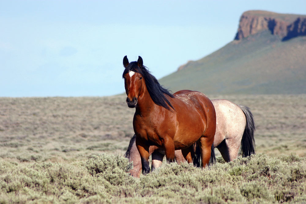 BLM No Longer Gathering Wild Horses on Wyoming Checkerboard Lands