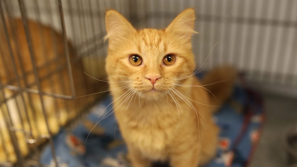 Adorable & Adoptable–Pets of the Week: Coal, Angelo, & Covid
