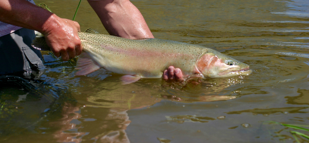 5 Dry flies You Need This Summer in Wyoming