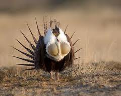 Partners work for sage-grouse habitat