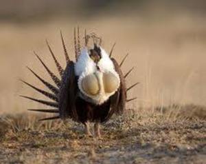 Public Comments Sought on Pinedale Anticline 2013/2014 Greater Sage-Grouse Annual Report