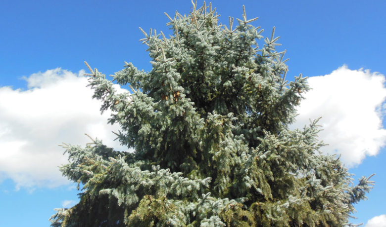 Green River Receives Grant to Plant Trees for Beautification