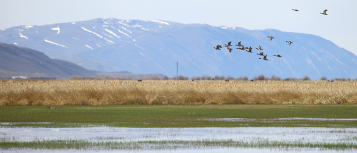 Cokeville Meadows National Wildlife Refuge Open for its First Hunting Season