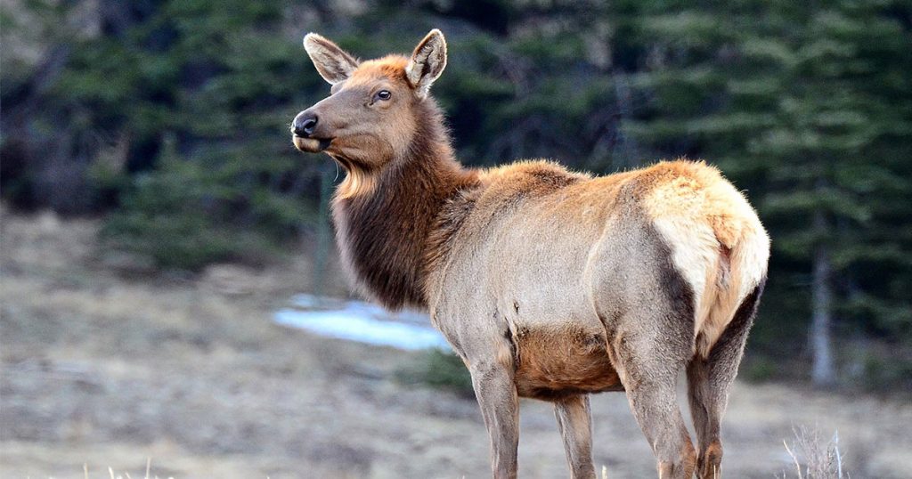 Two Dubois Men Sentenced for Poaching Dating Back to 2018