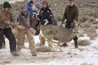 Wyoming Game and Fish continues public discussion of Wyoming Range Deer
