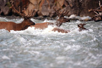 Yellowstone Elk Migration Project Topic of AMK Ranch Talk July 9