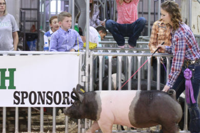 Sweetwater County Fair May Go Virtual for 4-H, FFA Participants
