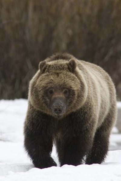 G&F Monitors Grizzly Bears, Promotes Safety