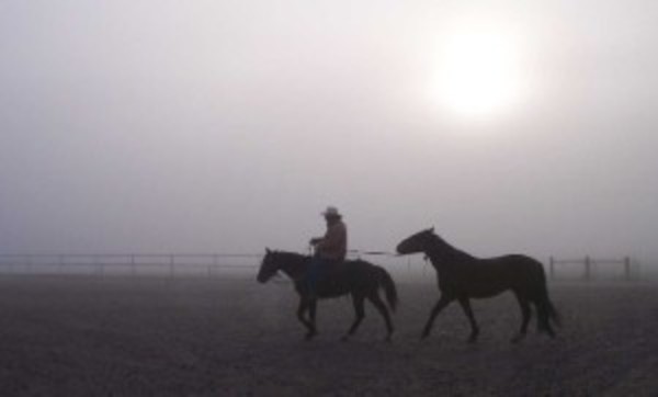 Enter Your Wild Horse in Wyoming Mustang Days Competition!