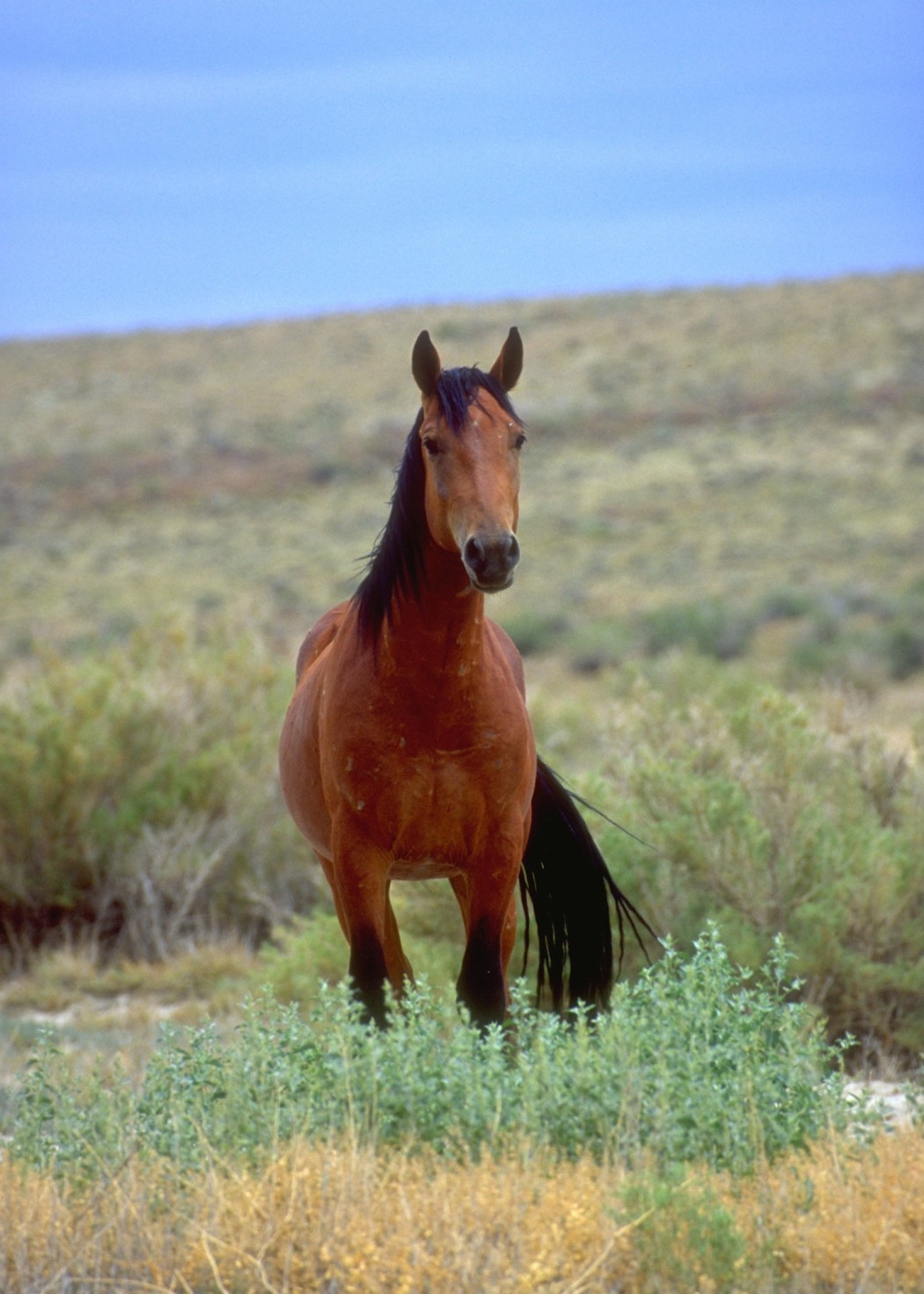 BLM Approves Third Privately Operated Ecosanctuary for Off-range Wild Horses New ecosanctuary would be located in Lander, Wyoming