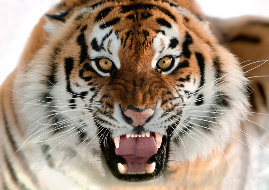 Lady Tigers have solid performances in opening weekend of Track and Field season; Lyndzie Kroupa wins 100-meter hurdles in Casper while Piaia tops 3200 meter field in Utah