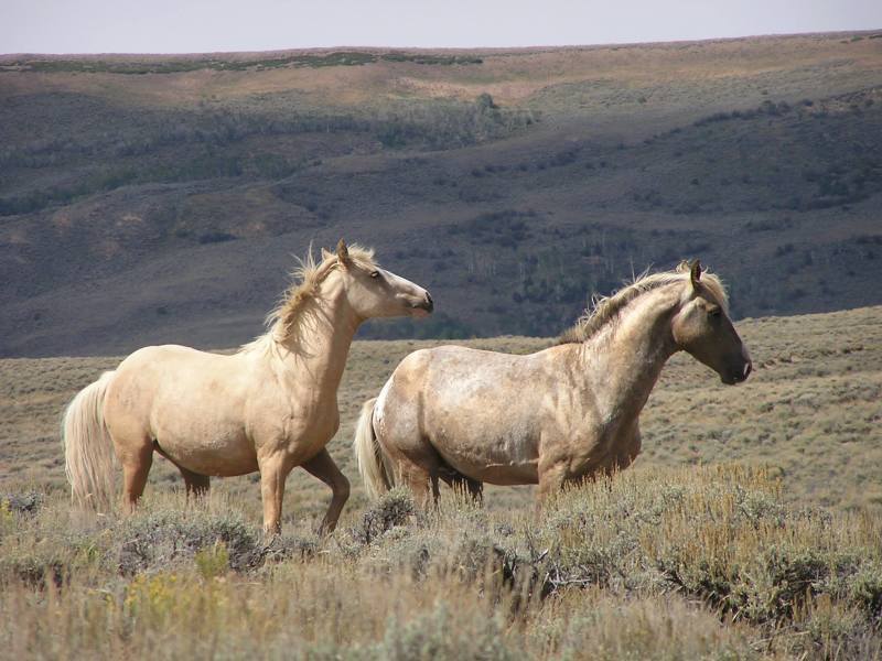 Wyoming files suit to force BLM to manage Wild Horses
