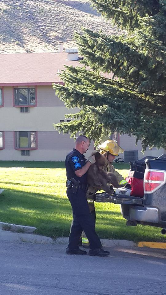 Six Month Old Black Bear Cub Found in Green River
