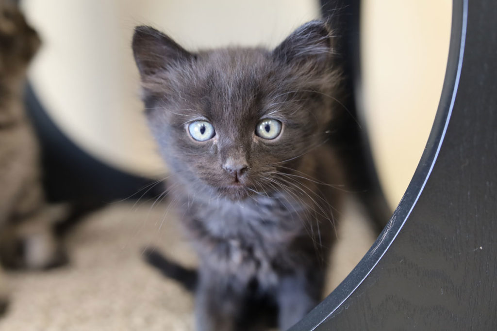 Adorable & Adoptable–Pets of the Week: Reggie, Leon and Miles, & Roxie