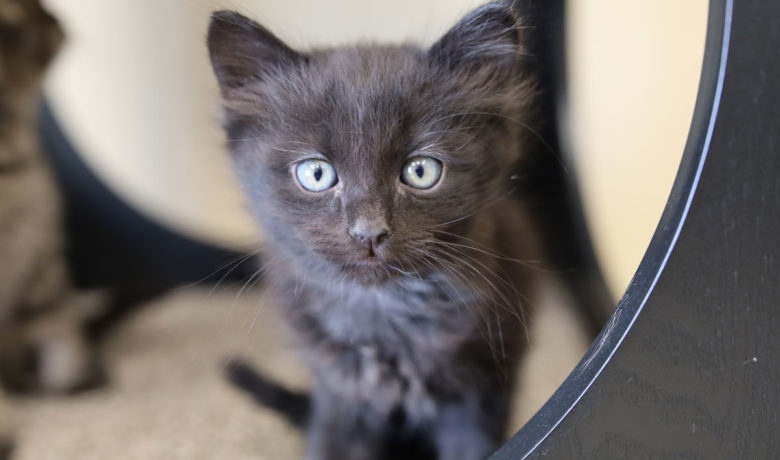 Adorable & Adoptable–Pets of the Week: Reggie, Leon and Miles, & Roxie