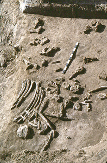 UW Research: Fossil Record Disappears at Different Rates
