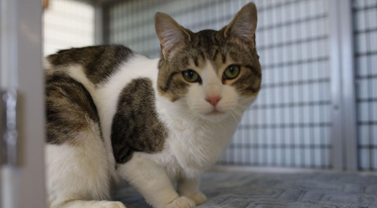 Adorable & Adoptable–Pets of the Week: Sassy, Vinny, & Lynx