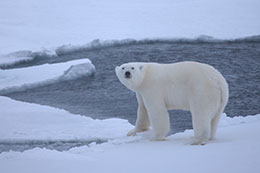 University of Wyoming Scientists Participate in Study of Polar Bears